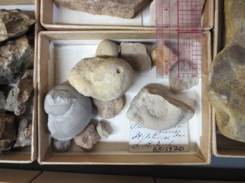 Photo of a box of curated cast and mold fossils.