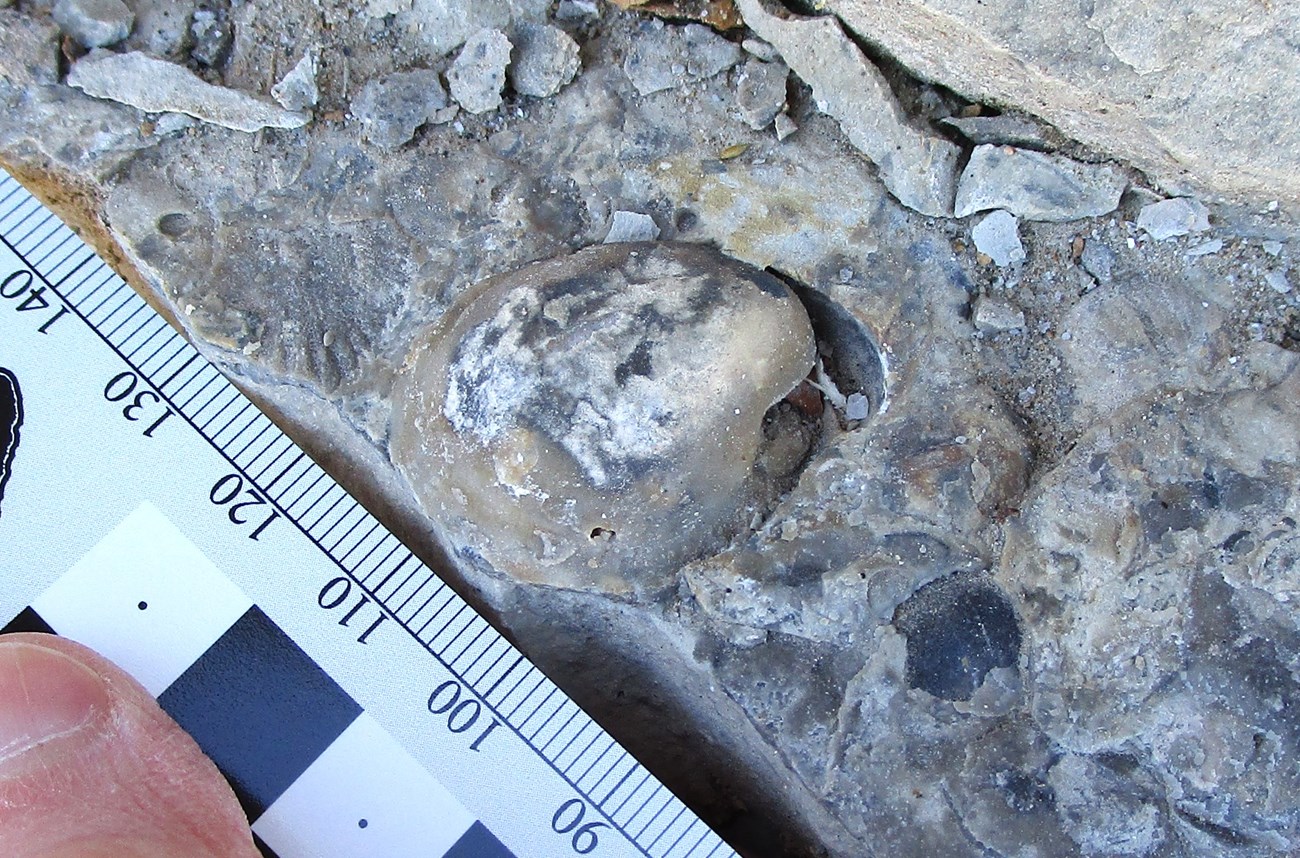 Photo of a fossil close-up with ruler for scale.