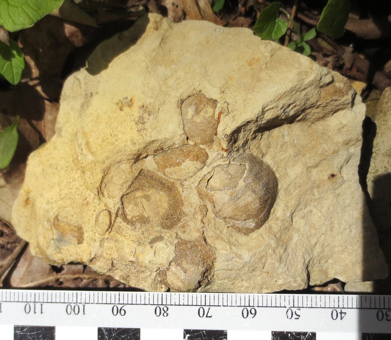 Photo of fossil shells in a block of rock.