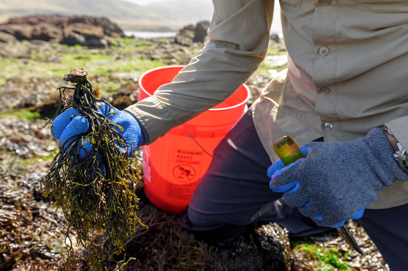 In the intertidal zone at Channel Islands National Park. A pair of hands holds a rockweed specimen in one hand, and a chisel in the other. The rockweed is being transplanted. There is an orange bucket in the background of the photo.