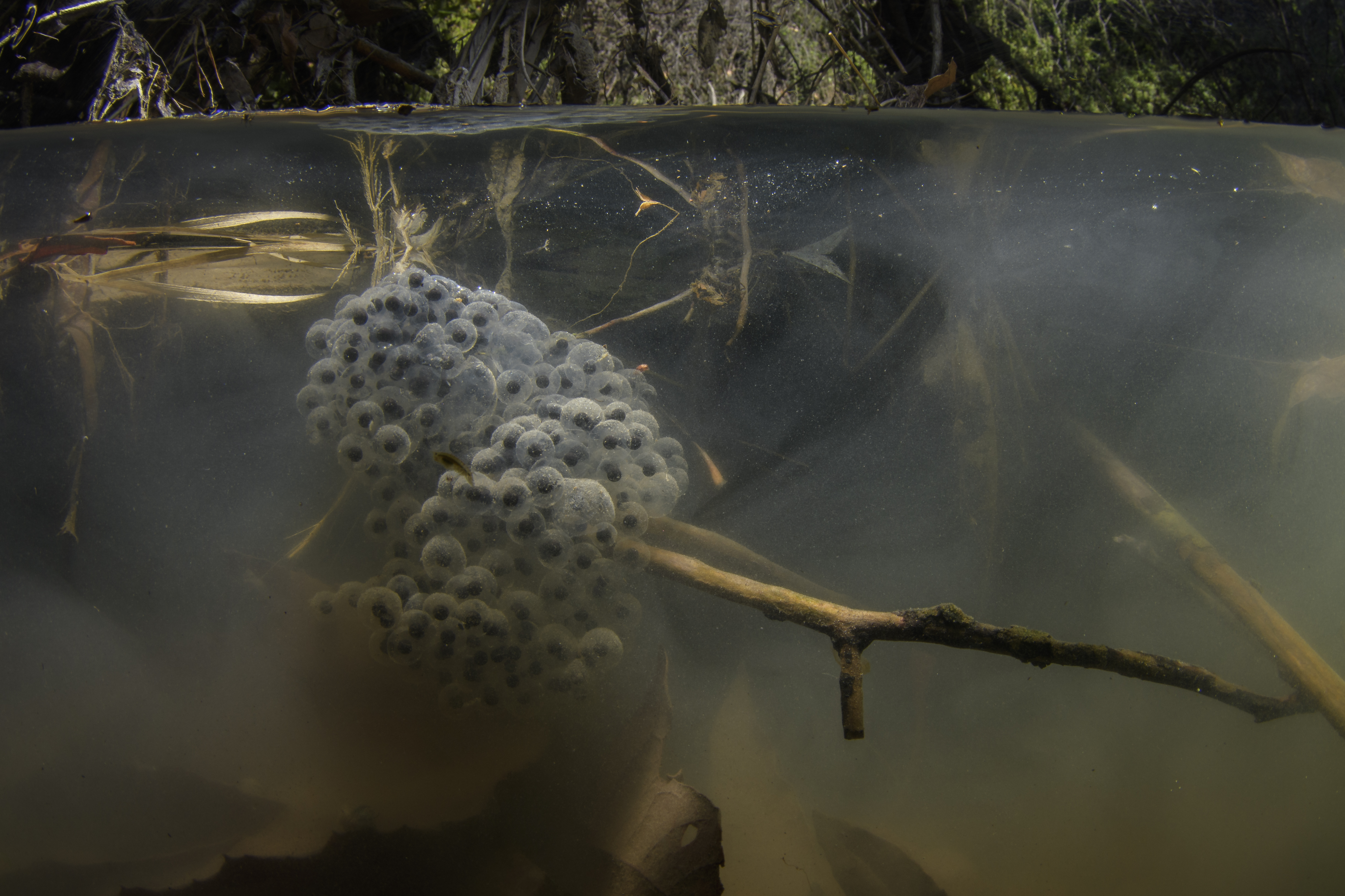 Half-underwater photo of a mass of translucent frog eggs with dark centers attached to plant material just below the water's surface.