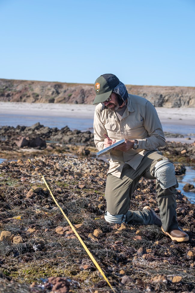 Research transect shown on Channel Islands National Park in the intertidal zone. Marine ecologist Steve Whitaker on one knee taking notes on a notepad.