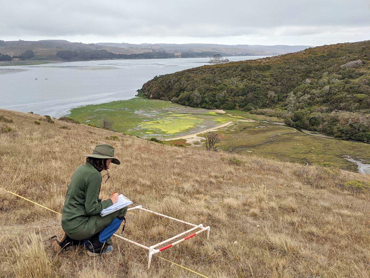 Uniformed NPS staff kneeling beside a plot of grassland overlooking Tomales Bay, recording data with a clipboard.