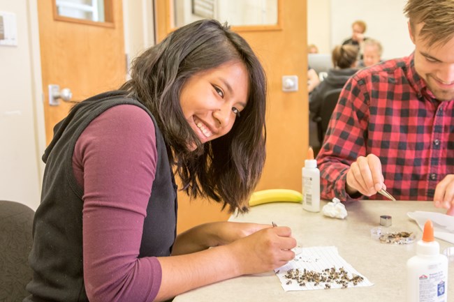 Volunteers using tweezers to prepare small piles of bee specimens for pinning.