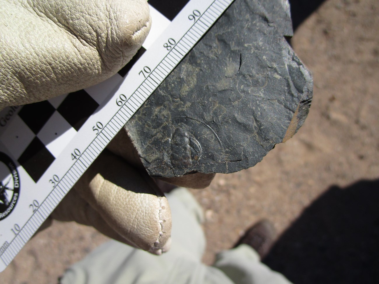 Photo of person's gloved hand holding a fossil and ruler.