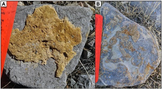 Two photos of fossils.