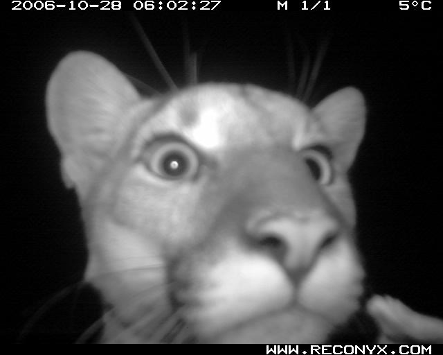 Webcam footage of a mountain's face in the camera at night