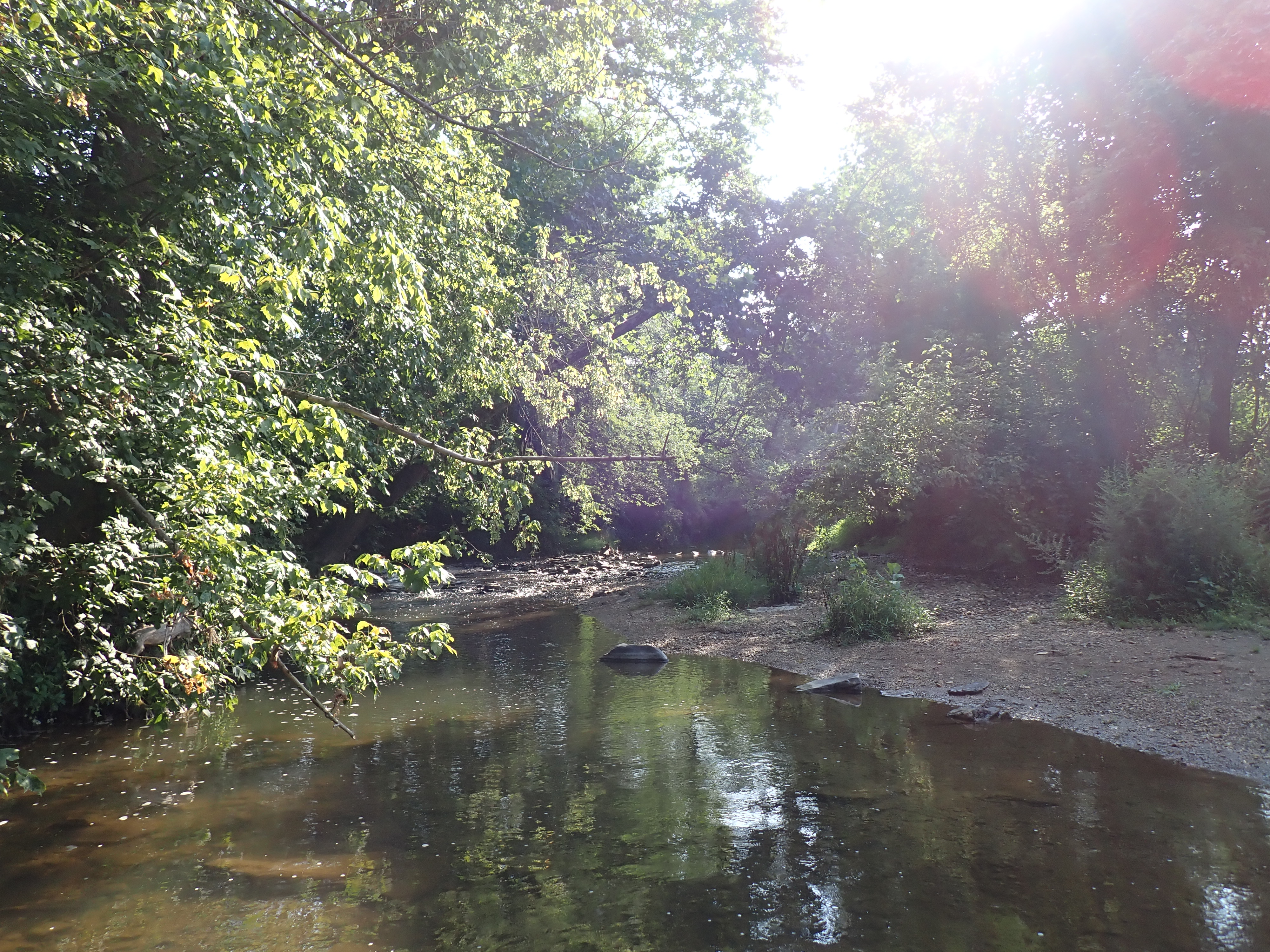 A wide stream with lush green forest and a muddy bank on the right side.