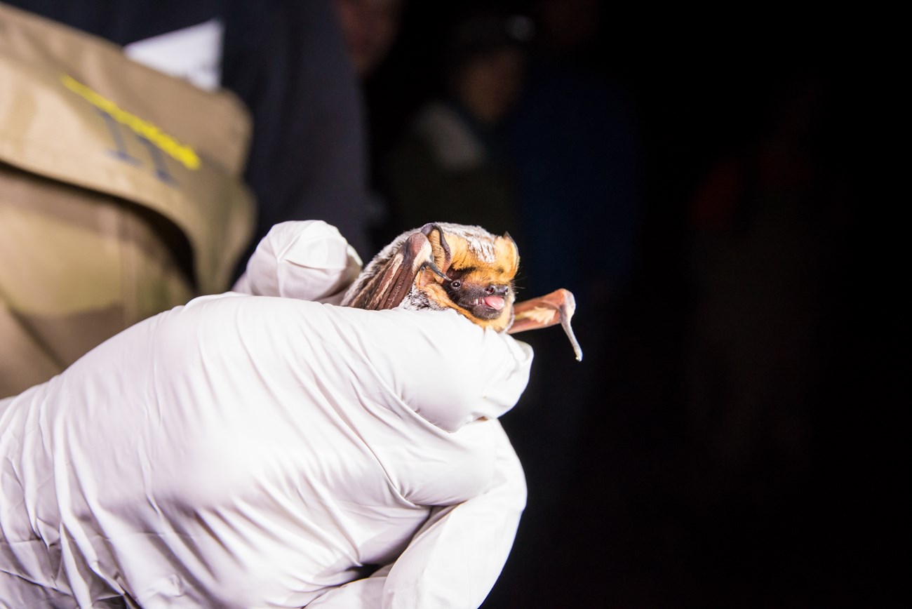 Hoary bat with fine, silver-tipped fur and it’s tongue sticking out of its mouth, gently gripped in a scientist’s gloved hands.