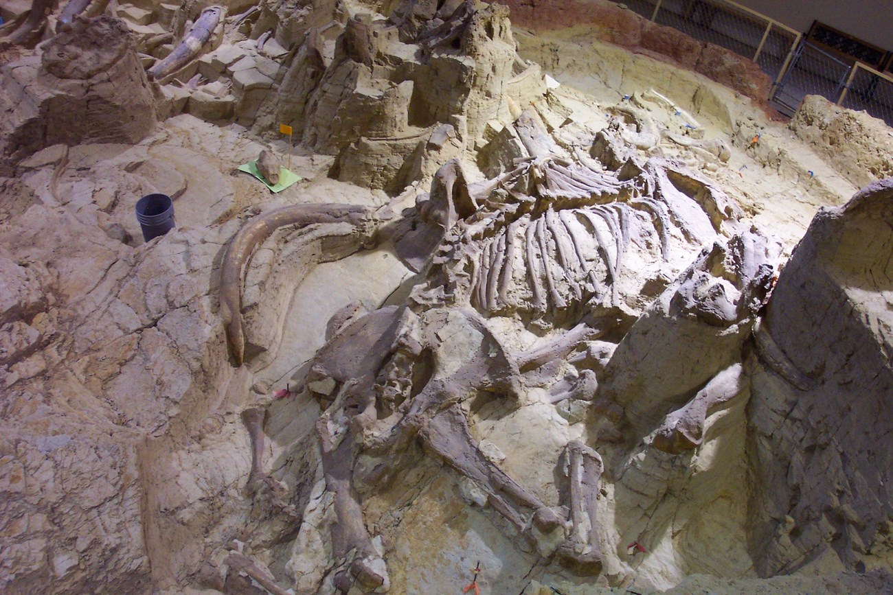 Photo of a mammoth fossil quarry