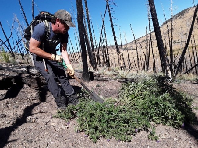 Park staff perform manual removal treatments on weeds .