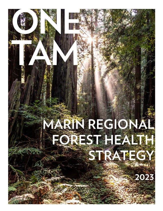 Report cover page featuring a photo of sunlight filtering through towering coast redwood trees. Text reads: One Tam Marin Regional Forest Health Strategy 2023.