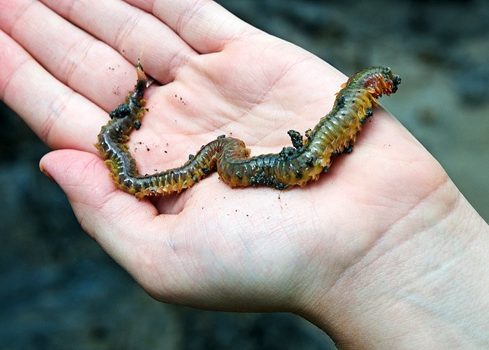 Hand holds a colorful worm against a deep green background