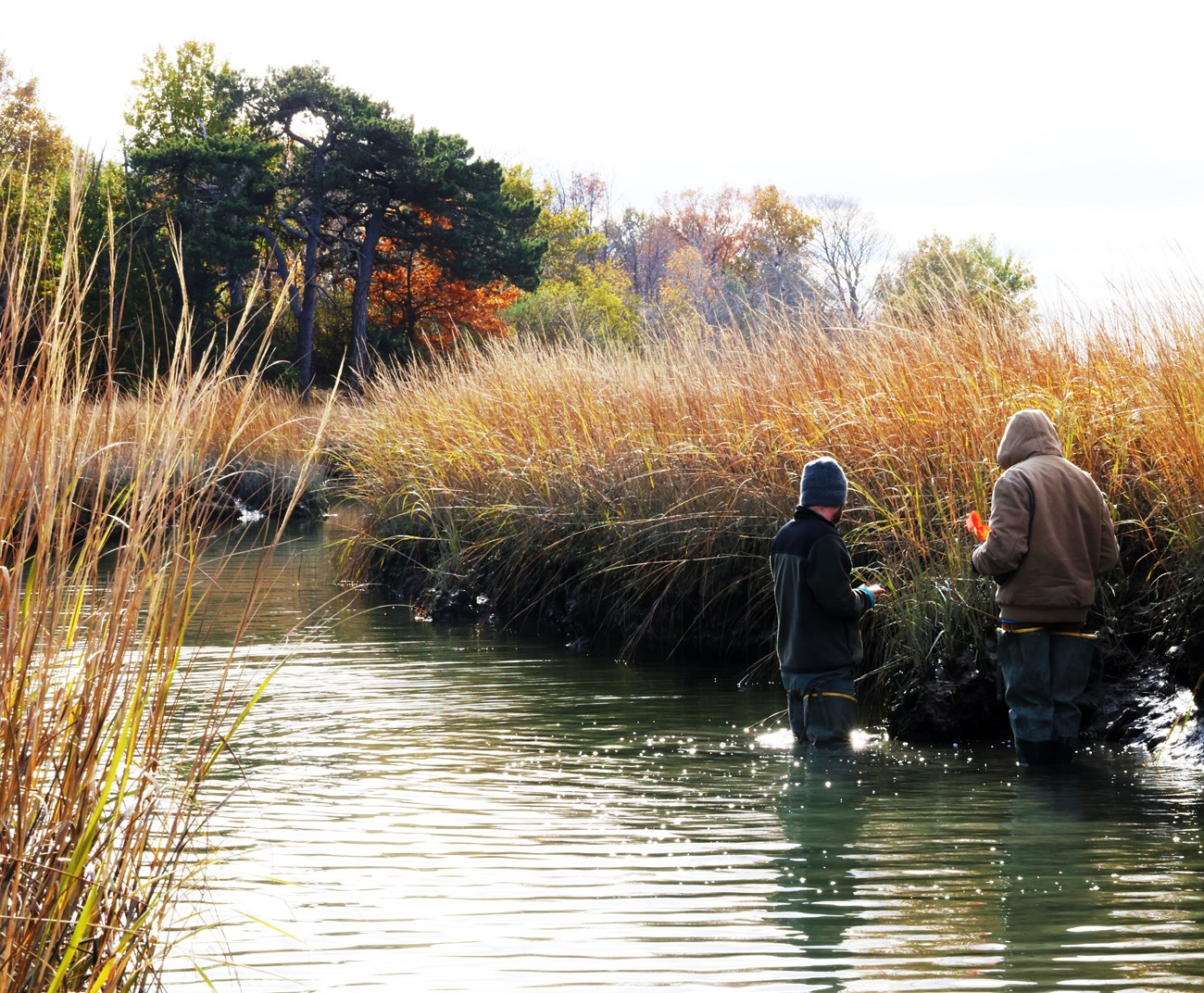 Two young adults wade in waters up to their knees beside clumps of marsh grass. The team members carry phones and pin flags which they use to map the marsh.