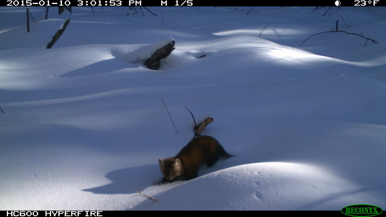 Remote camera image of a marten in snow.