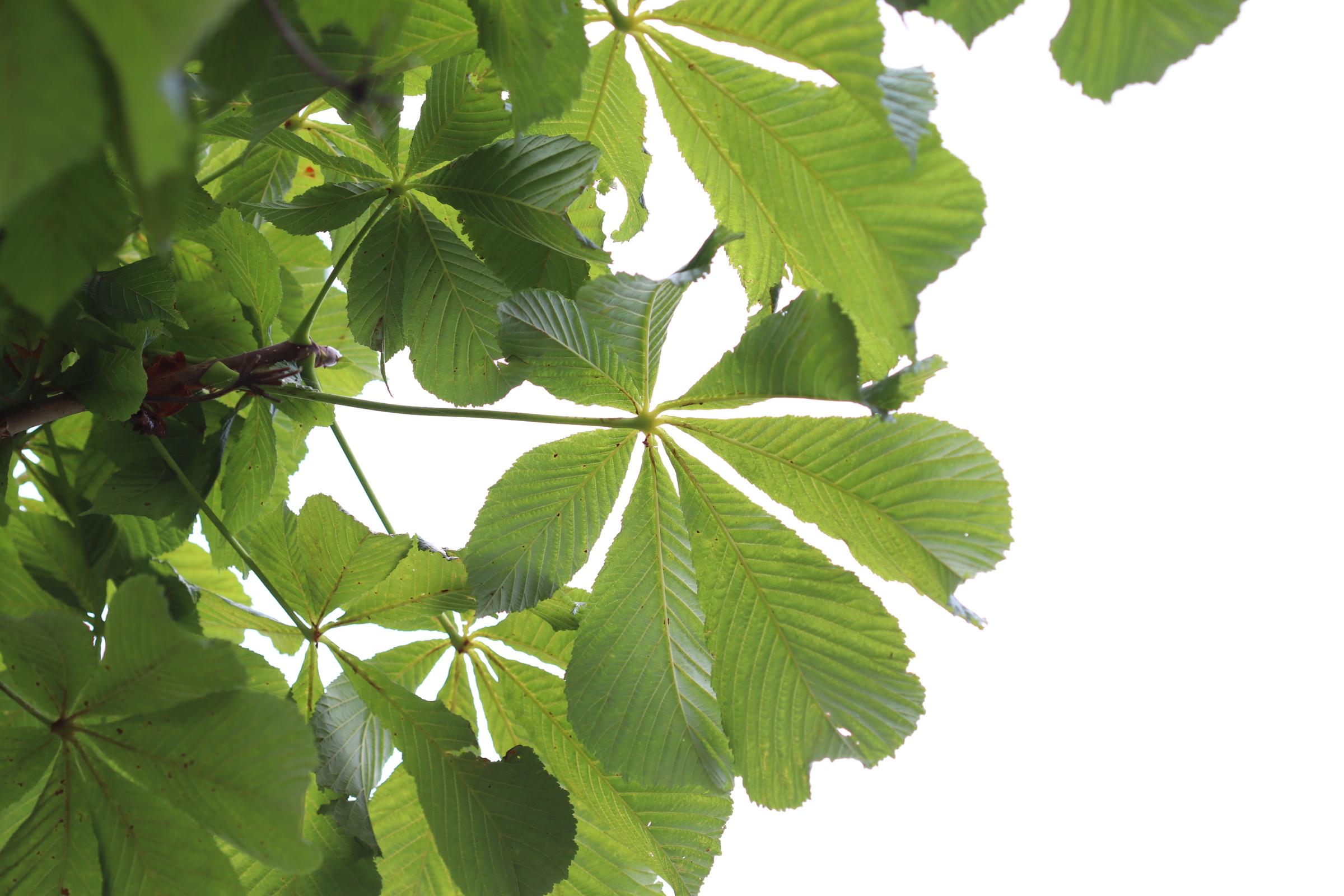 narrow paddle-shaped leaves growing around a center point