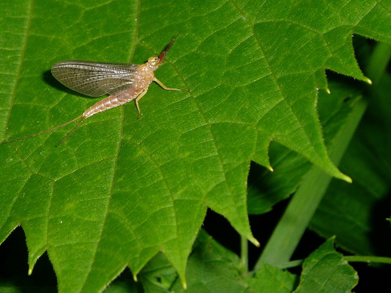 Brown insect on green leaf
