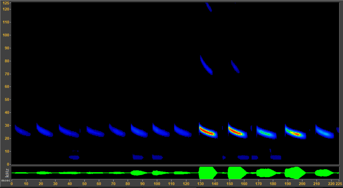Mexican free-tailed bat call visualized as frequency over time and volume/power over time. The call frequency is mostly 25-30kHz, and is loudest at the end.