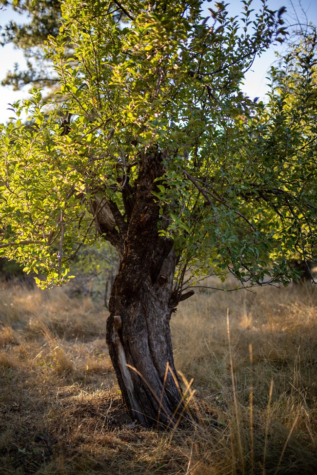 An old apple tree fully leafed out with rough bark