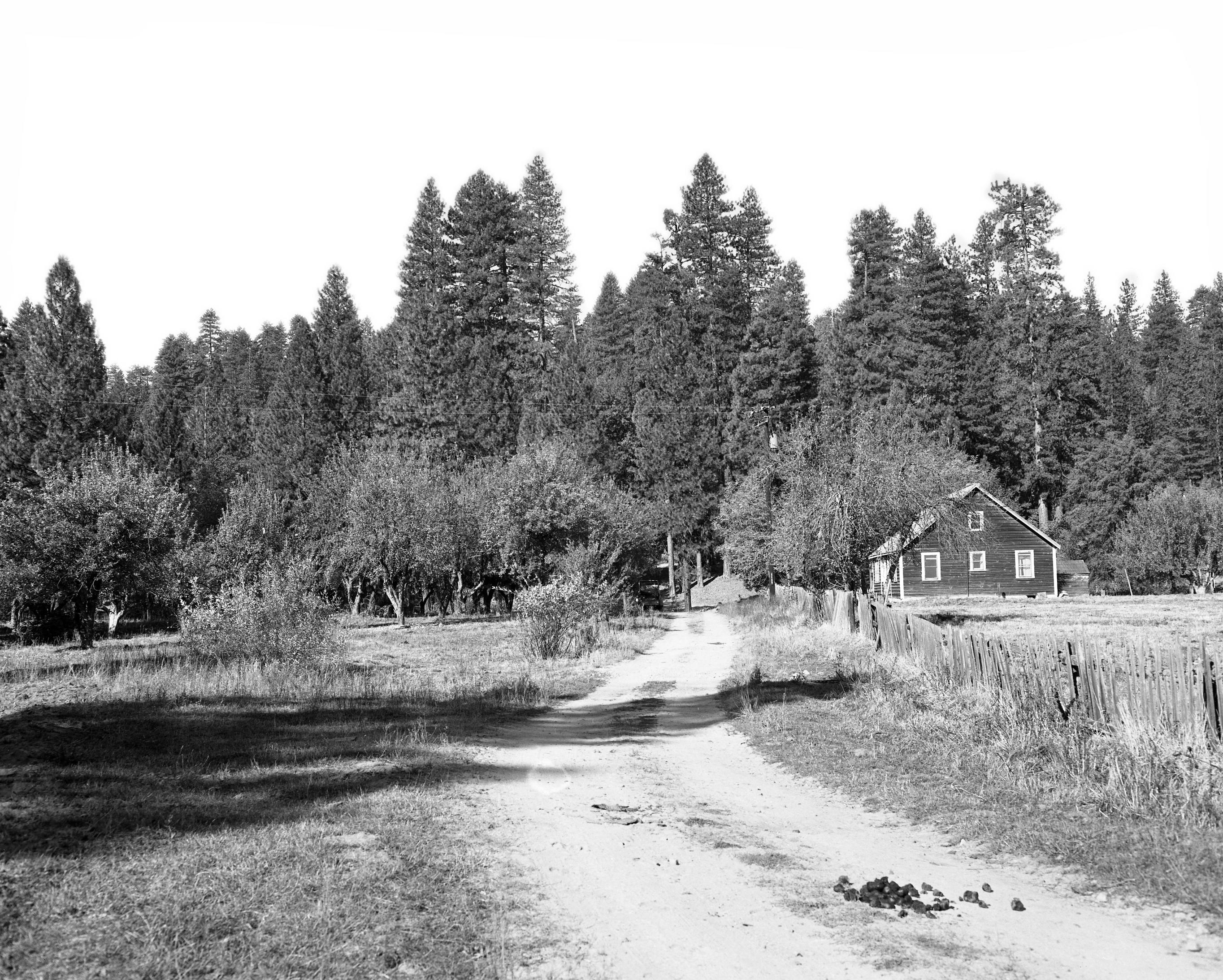 A dirt road with an orchard on one side and a farmhouse on the other.