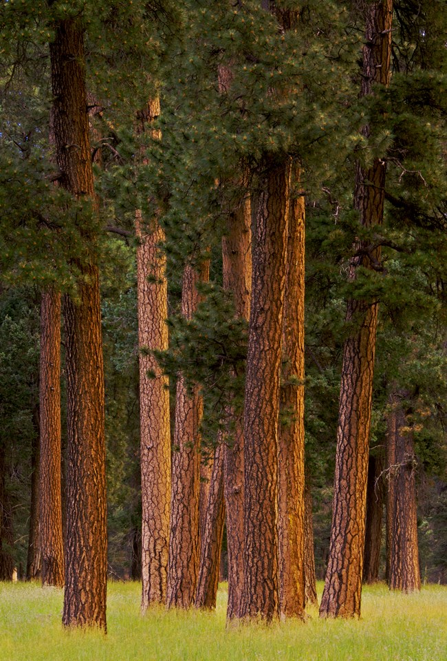 A cluster of mature pine trees growing in a well-spaced forest