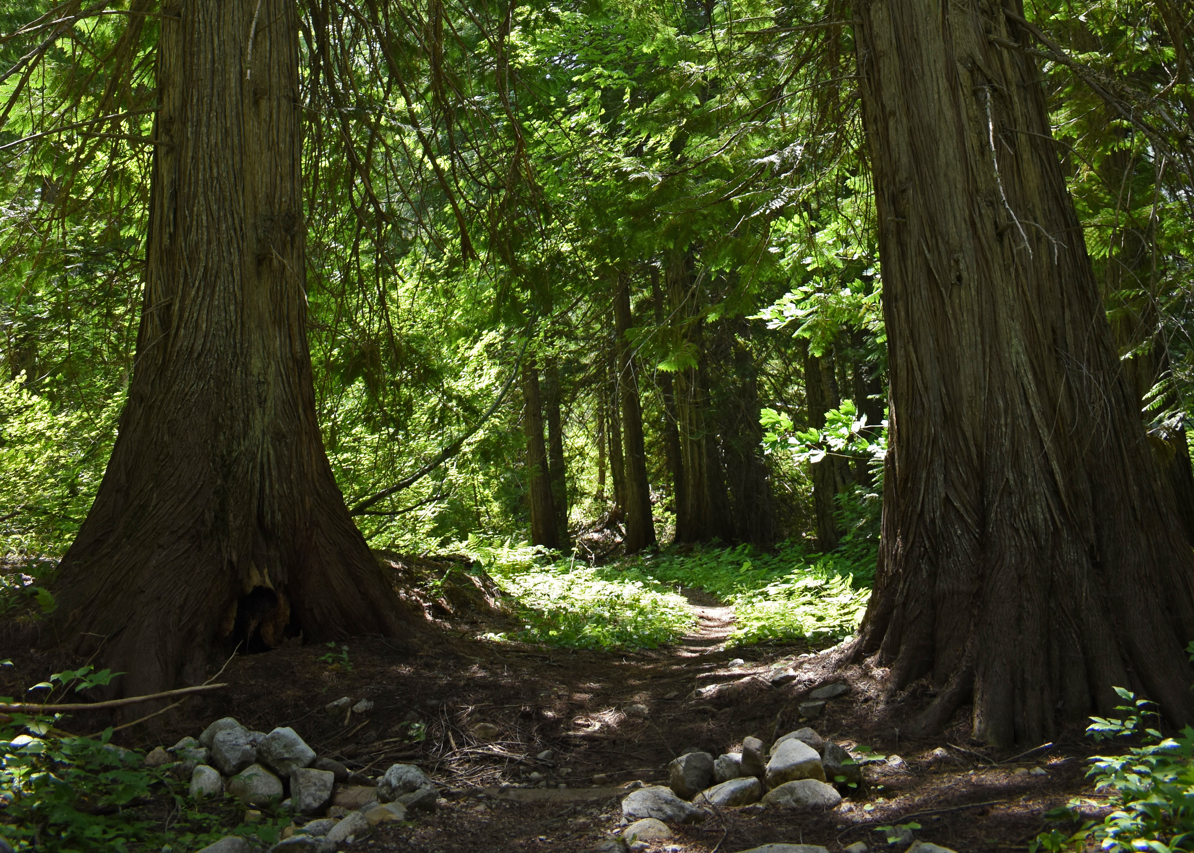 A lush green forest behind two large tree trunks.