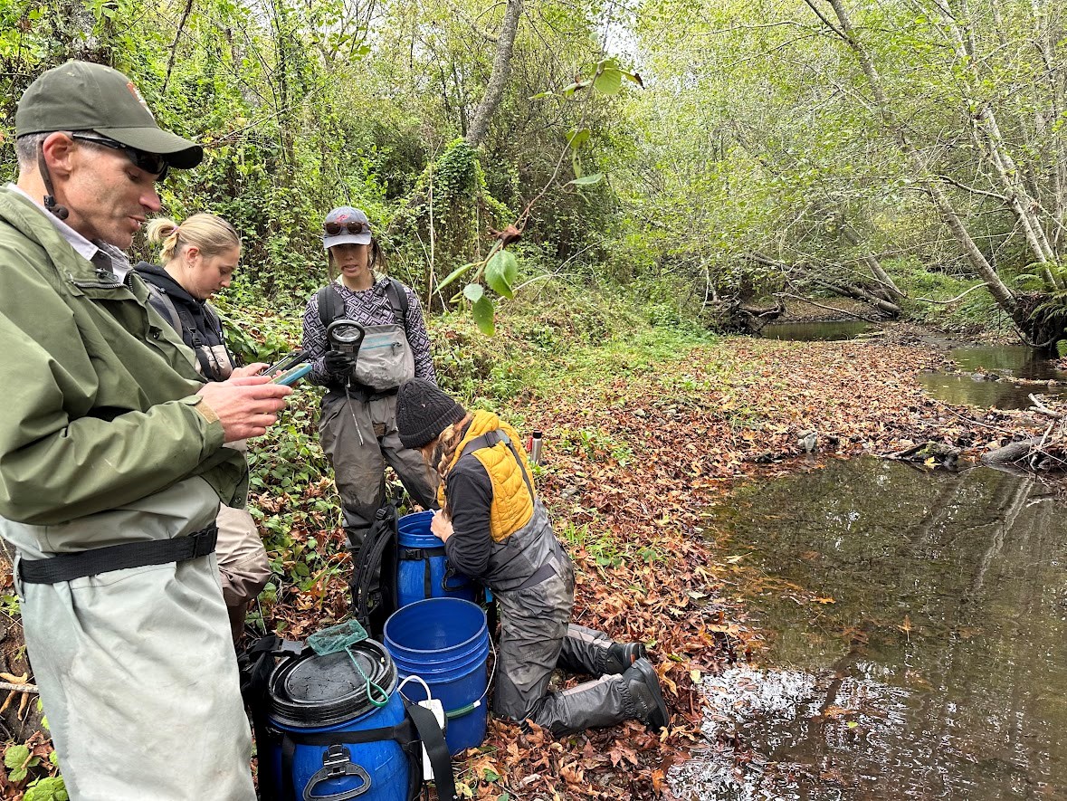 Four people with blue bucket backpacks and buckets set down beside Redwood Creek. They are scanning fish as they transfer them to the non-backpack bucket, and recording data on tablets as they go.