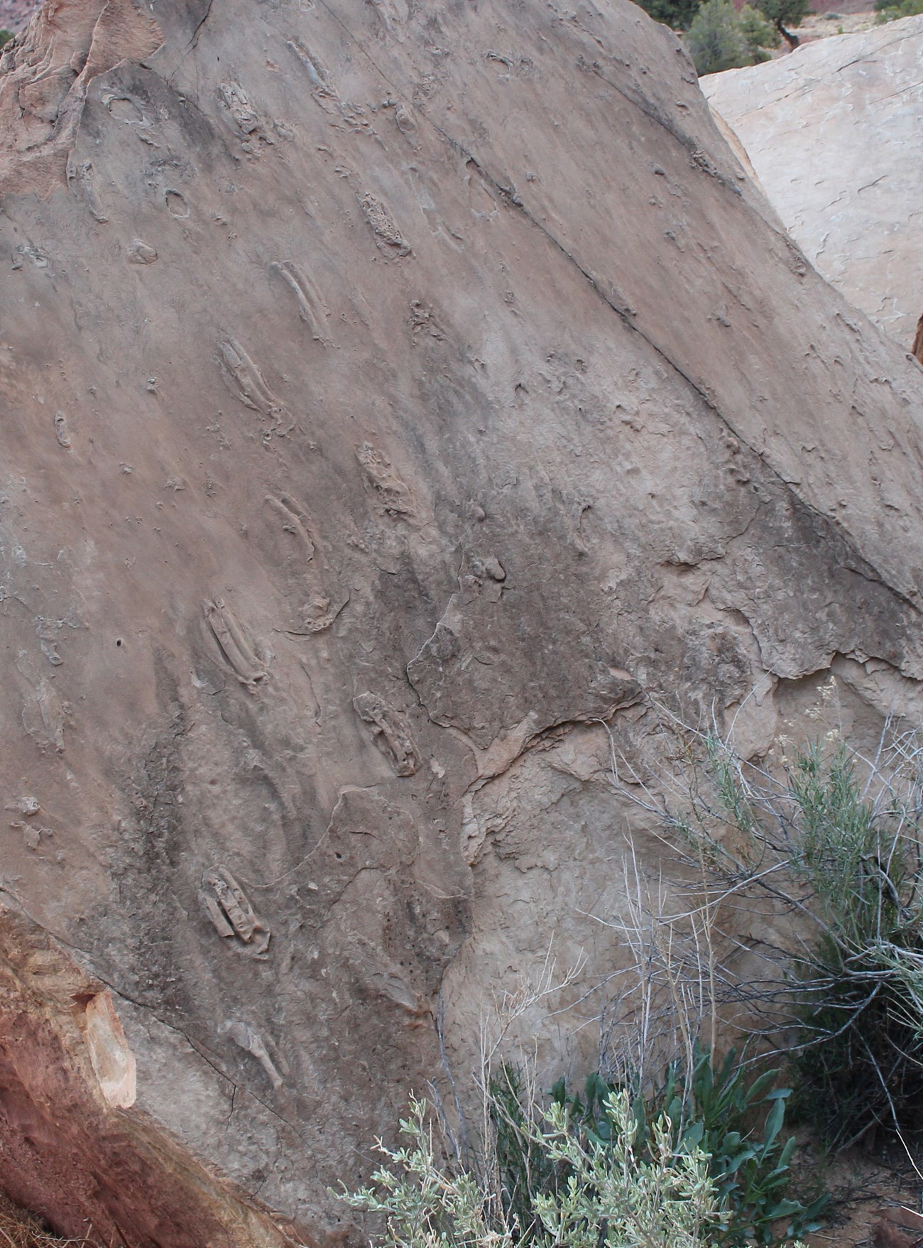 Photo of a rock slab with fossil tracks.