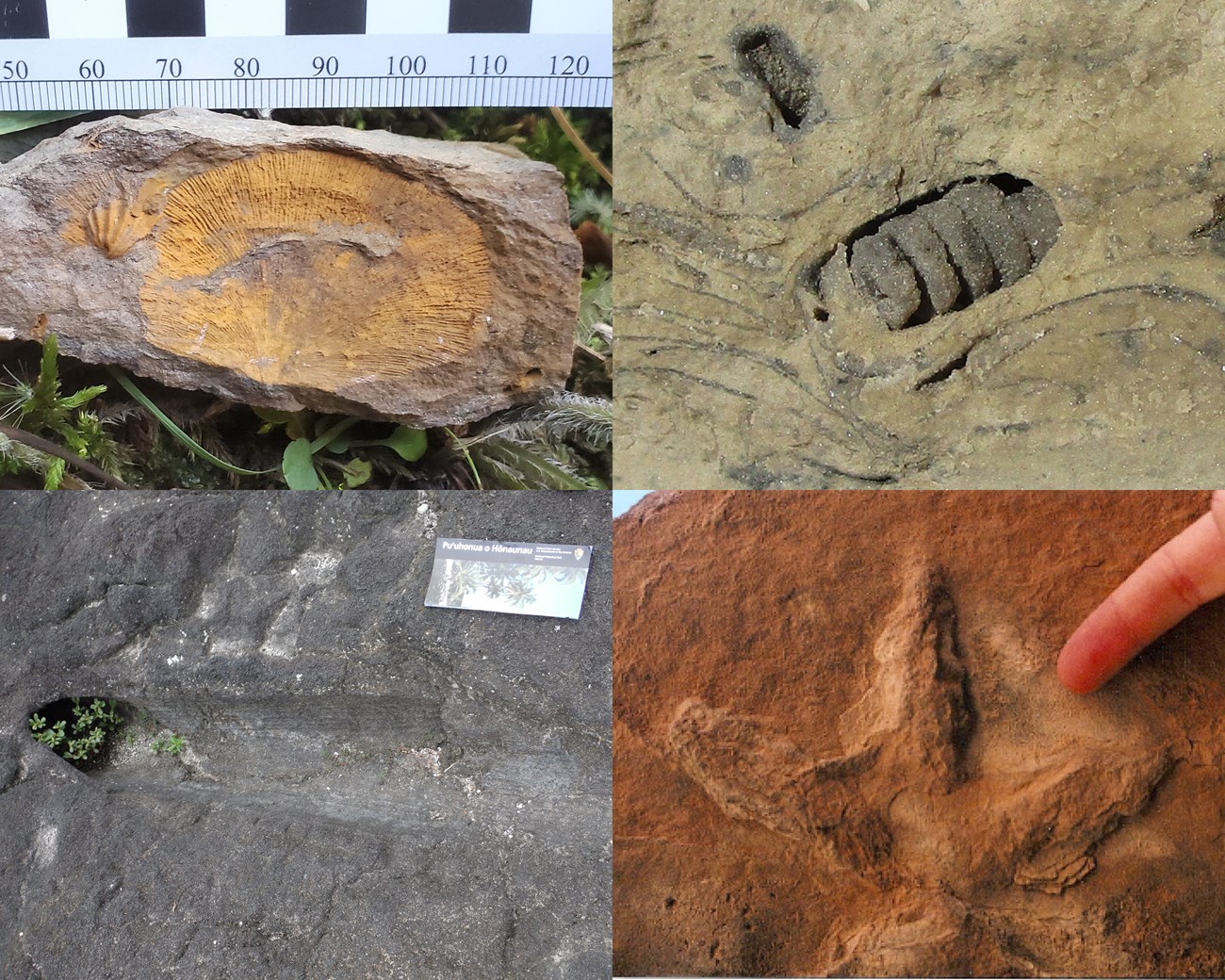 Photo collage of 4 photos of a variety of cast and mold fossils