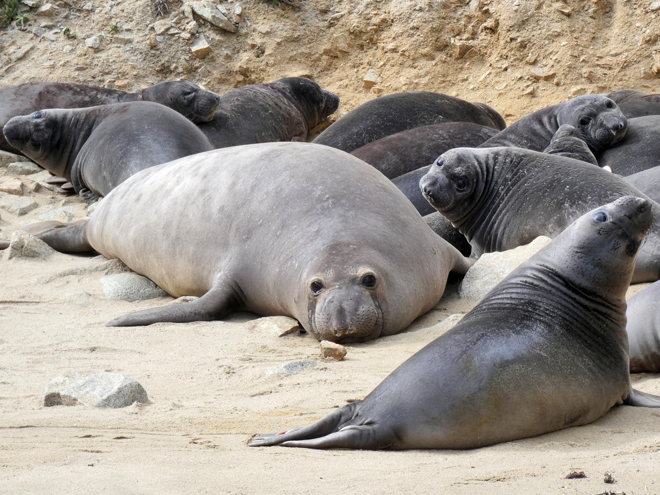 A large female elephant seal stands out in a group of smaller black and gray pups clustered together on a beach.