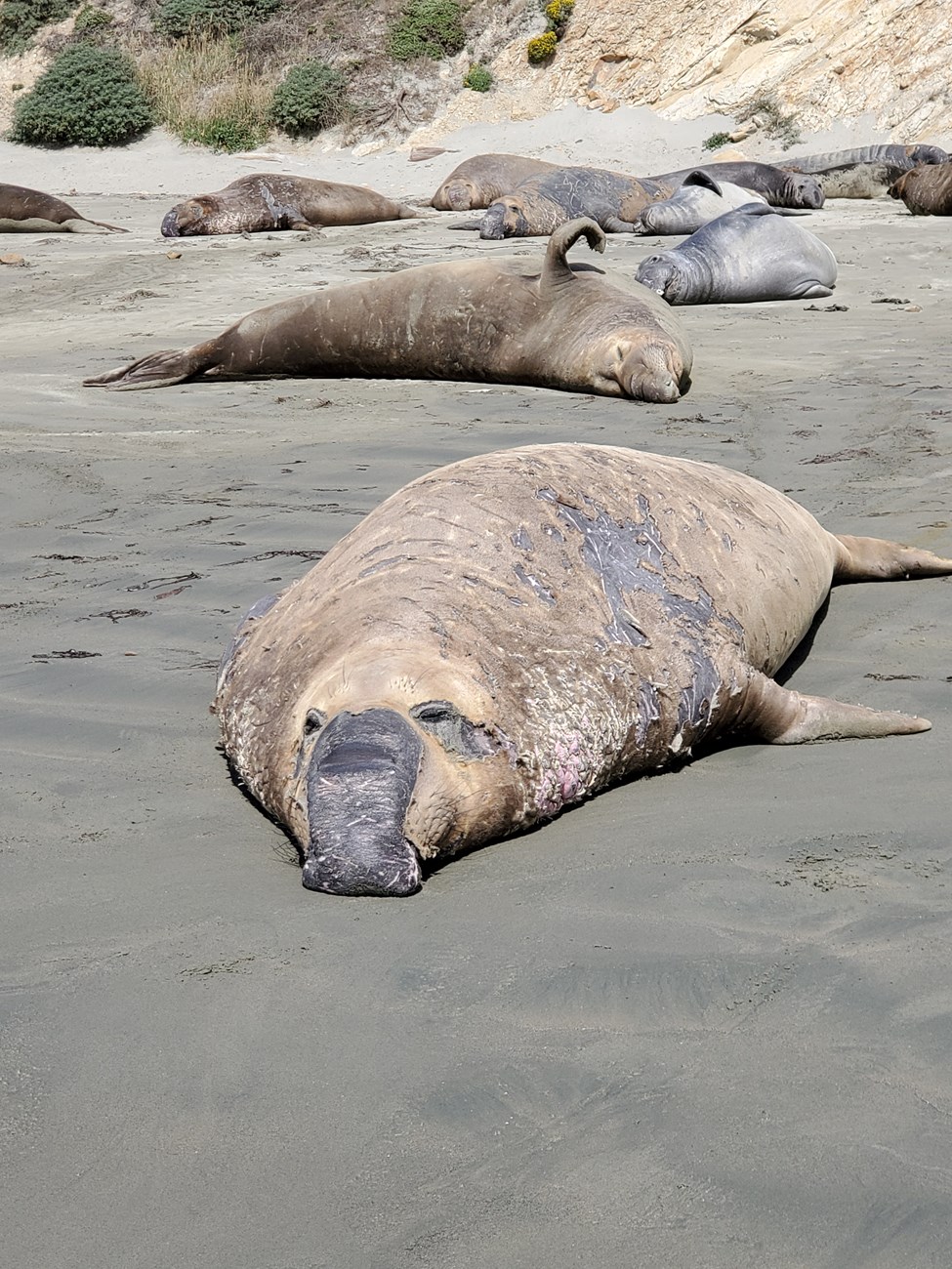 Head-on view of a large elephant seal snoozing on the beach. His old, scratched-up, tan-colored fur is starting to fall off in a few places--most visibly around his eyes, proboscis, and left shoulder--revealing a fresh gray coat below.