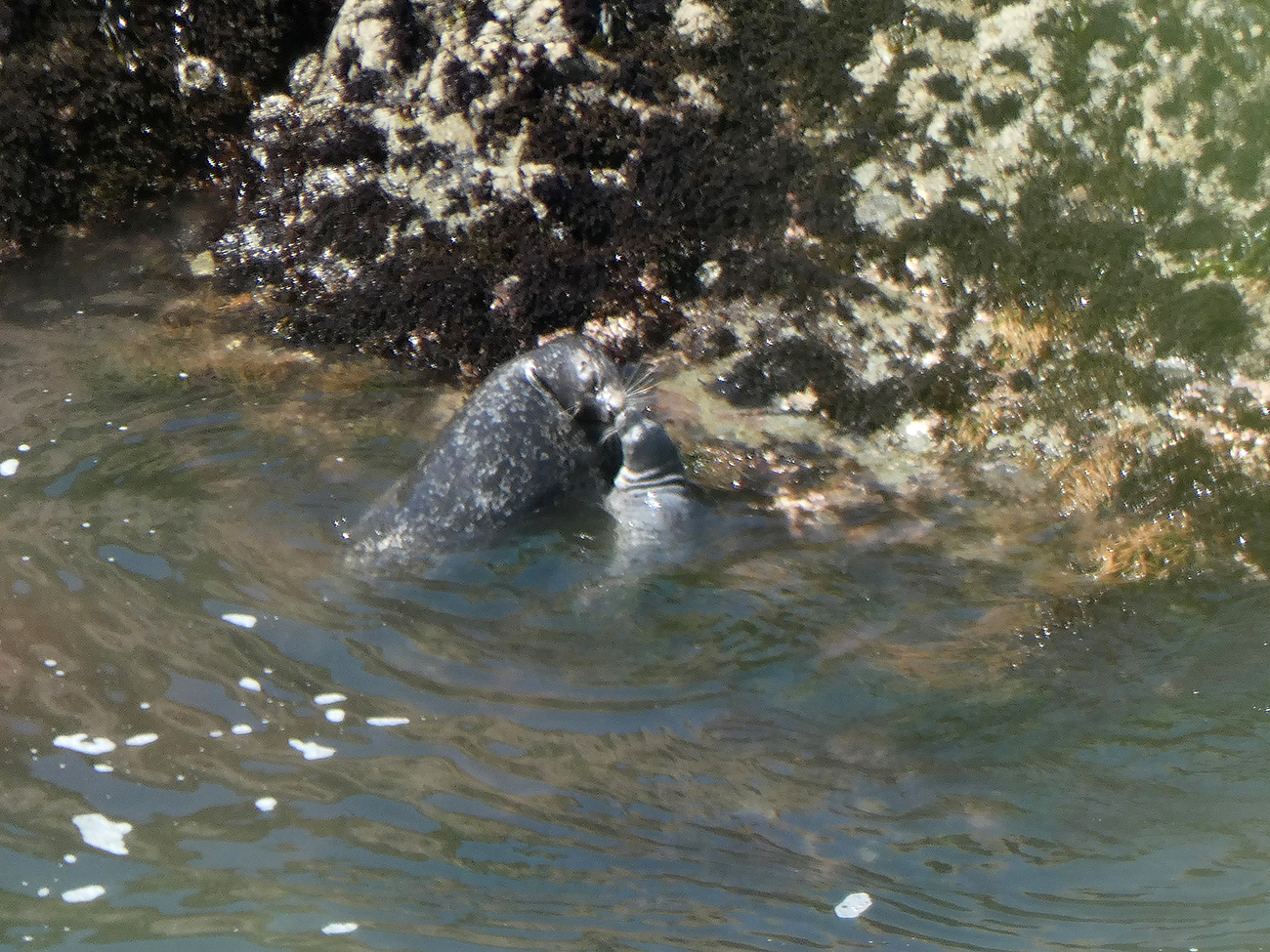 Mother and pup harbor seals nose to nose as they rest with their hind ends in the water on a large, algae-covered rock.