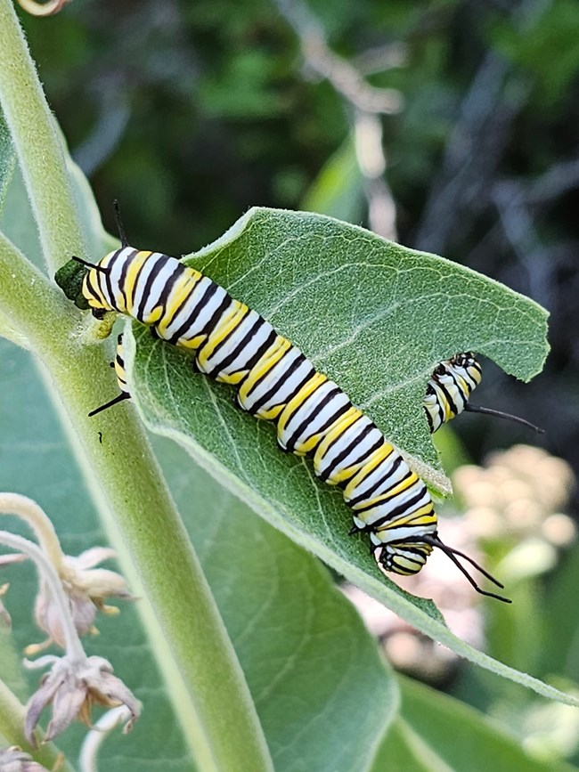 Large, black, yellow, and white banded caterpillar on a leaf that has been chewed.