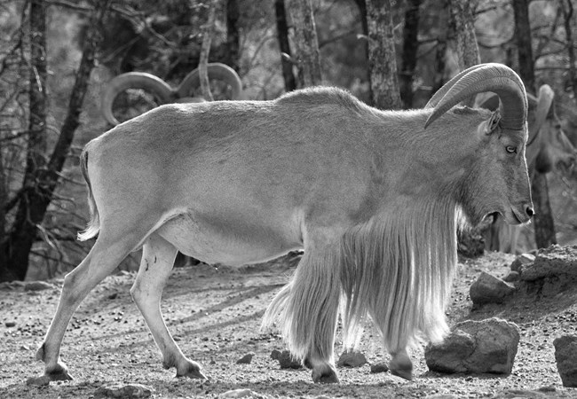 Mouflon, a subspecies of wild sheep