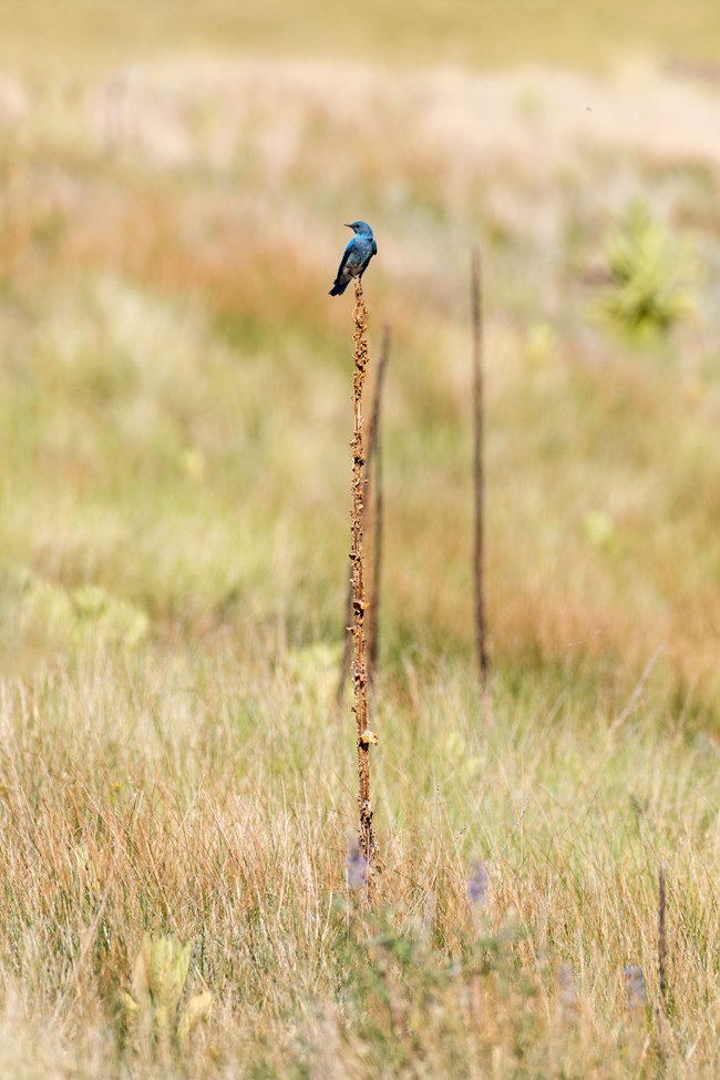 A bright blue bird perches on a tall stalk in a grassland.