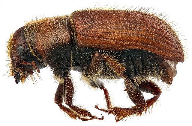 enlarged picture of a brown beetle covered in short golden hairs