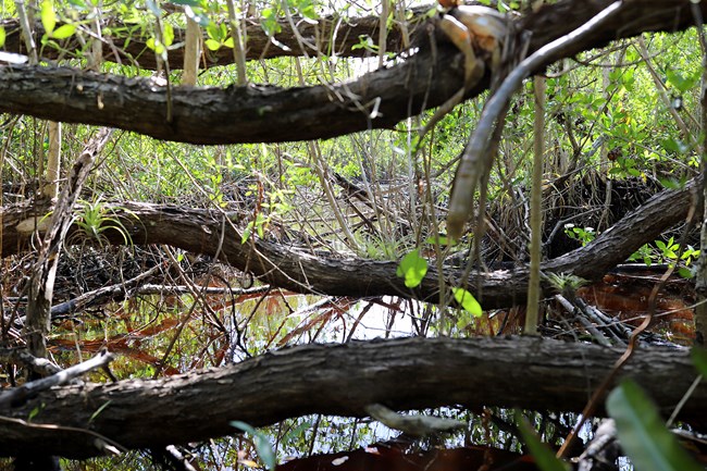 Closeup of branches and tangled green vegetation over a reflective stream
