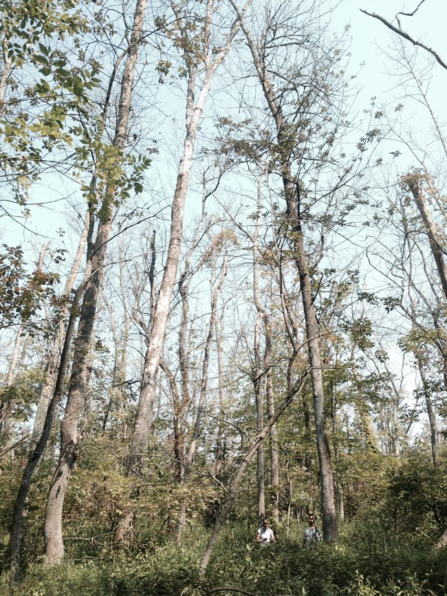 Tall trees with sparse to no leaves against a pale blue sky 