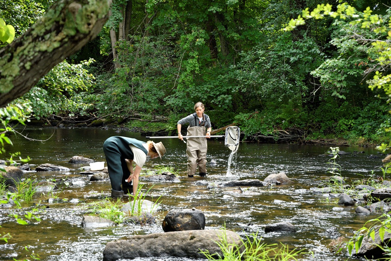 Two people in waders search for dragonfly larvae with nets while standing in a shallow river