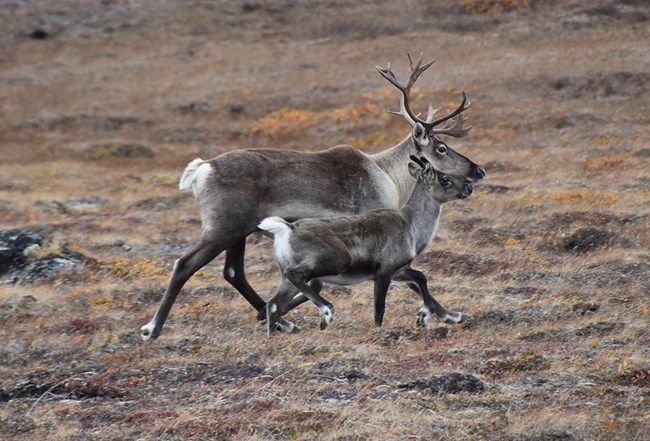 A caribou female and calf.