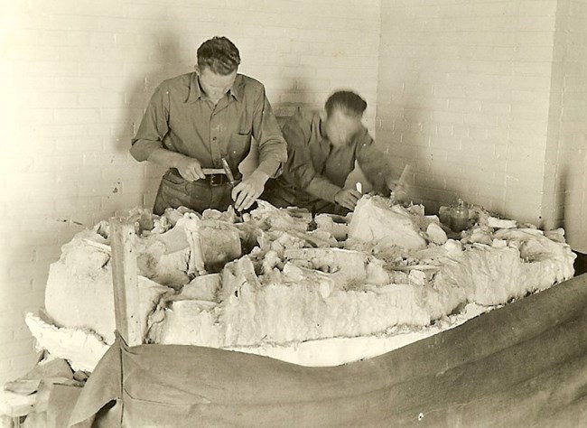 A black and white photo of two men with hammers and chisels removing fossils from surrounding rock.