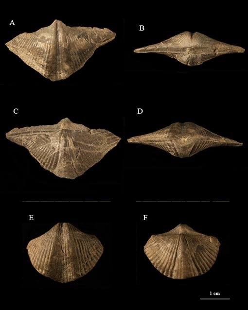 Photo of six fossil shells.