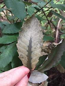 a green leaf with gray patches of infected tissue