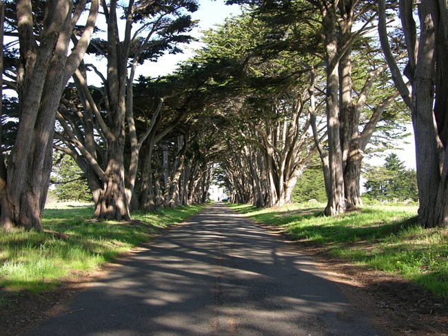 RCA Building at end of tree lined entry road