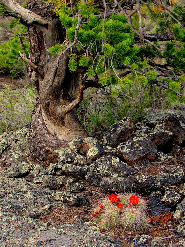 Cactus in bloom near a juniper tree