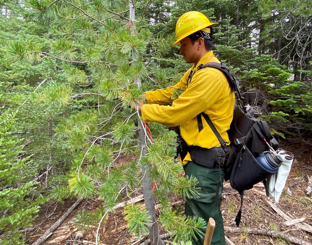 A person in personal protective equipment ties a ribbon around a small coniferous tree.