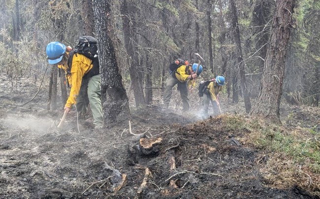 3 wildland firefighters work in a forested area with smoldering vegetation on the forest floor