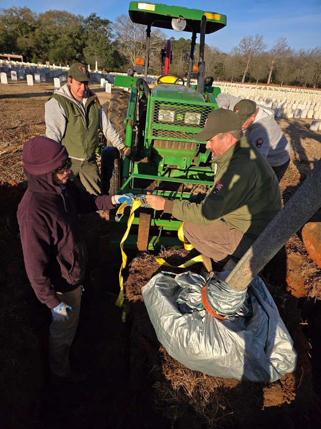 NPS Team working to transplant one of three Magnolia Tree clones