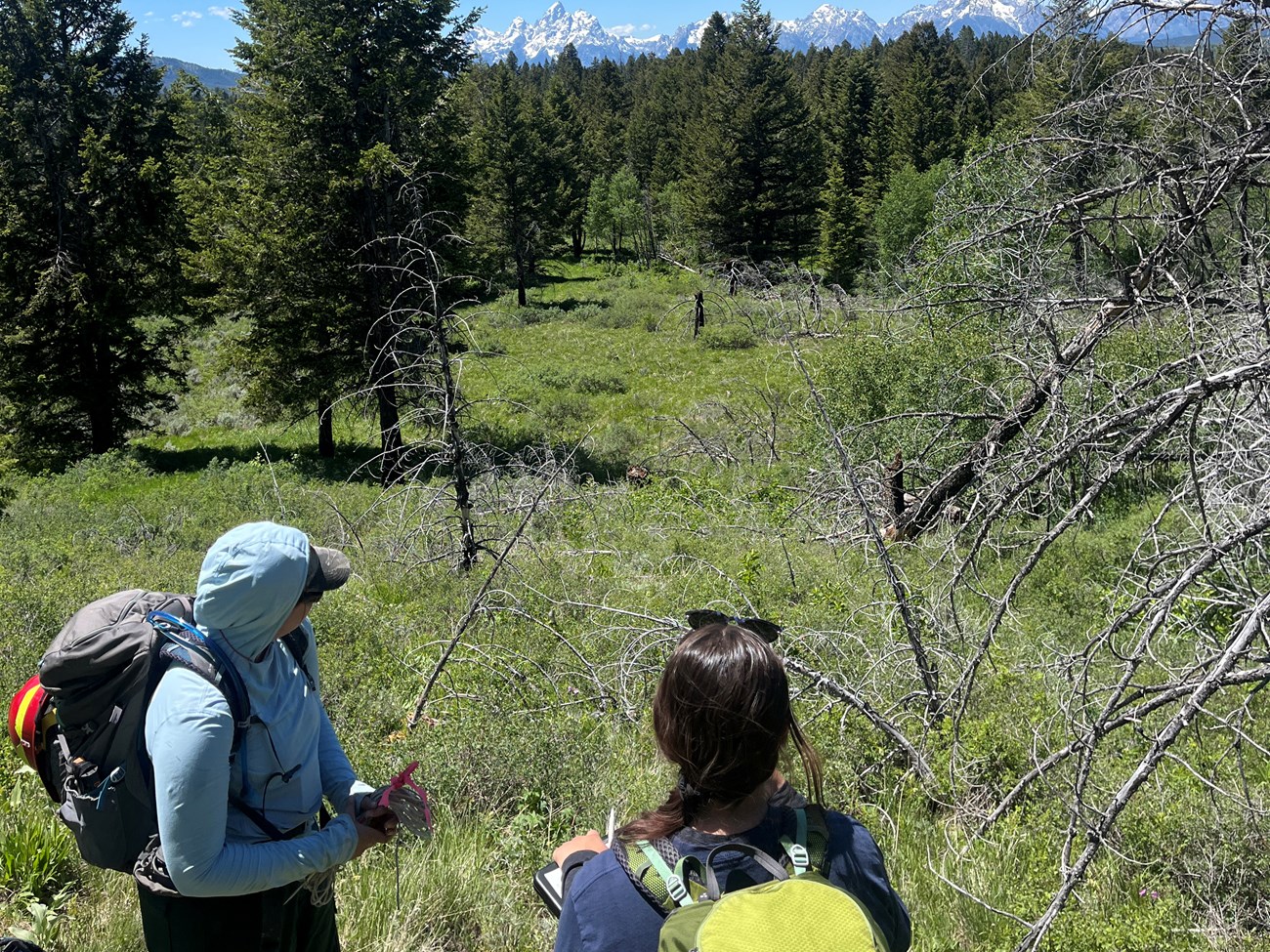 Two individuals with backpacks in a small meadow near a forest with the Grand Tetons in the distance.