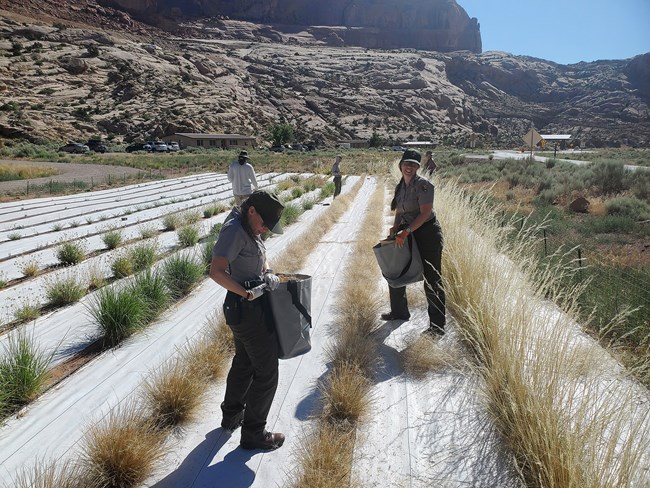 Rangers and others walk through rows of plants holding bags.